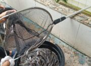 Dukung Program Aksi Menteri Imigrasi dan Pemasyarakatan, Lapas Perempuan Kelas IIA Tangerang Panen Ikan Lele untuk Ketahanan Pangan
