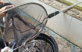 Dukung Program Aksi Menteri Imigrasi dan Pemasyarakatan, Lapas Perempuan Kelas IIA Tangerang Panen Ikan Lele untuk Ketahanan Pangan