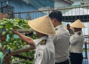 Panen Pokcoy Berkesinambungan, WBP Lapas Kalianda Teruskan Tren Sukses Budidaya