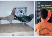 Kepergok Curi Burung Dara, Pemuda Natar Diciduk Polisi