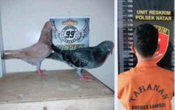 Kepergok Curi Burung Dara, Pemuda Natar Diciduk Polisi