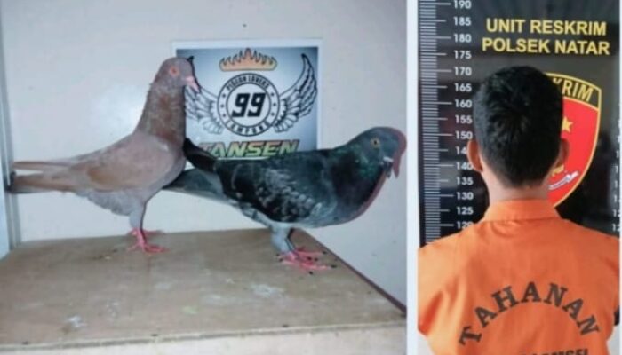 Kepergok Curi Burung Dara, Pemuda Natar Diciduk Polisi